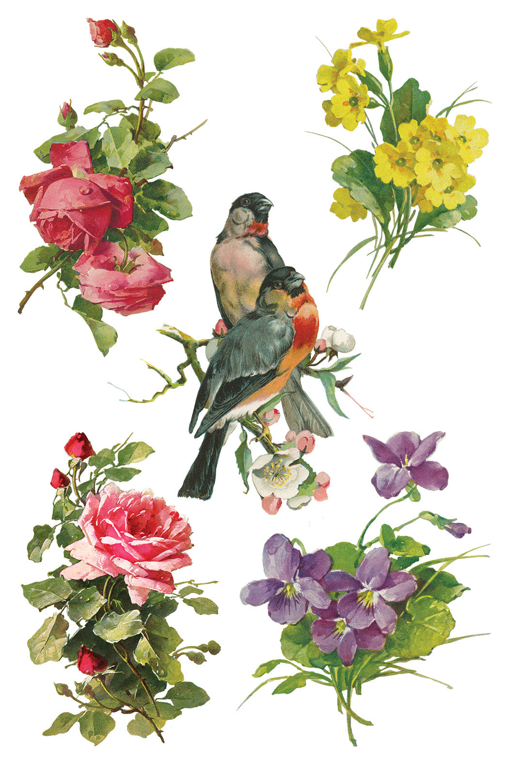 Iron Orchid Designs - Catharina Transfer