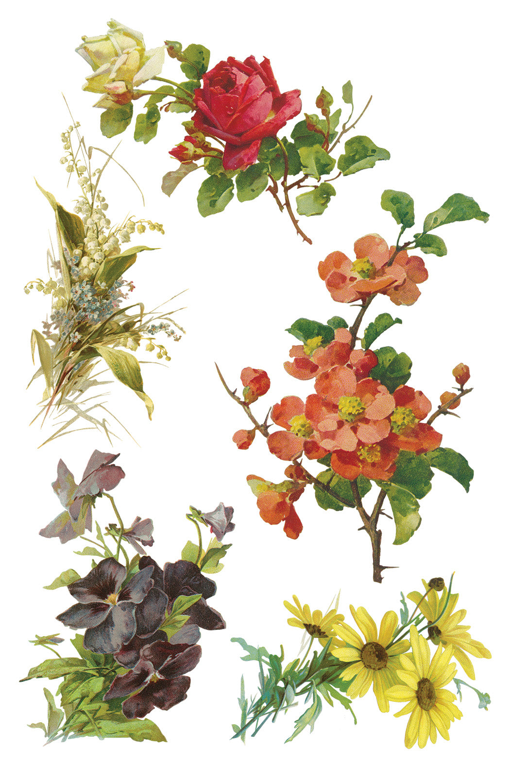 Iron Orchid Designs - Catharina Transfer