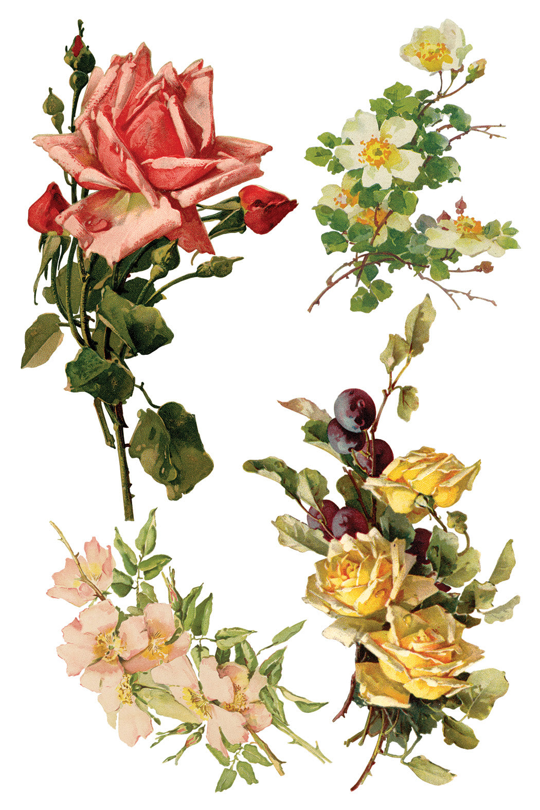 Iron Orchid Designs - Catharina Transfer