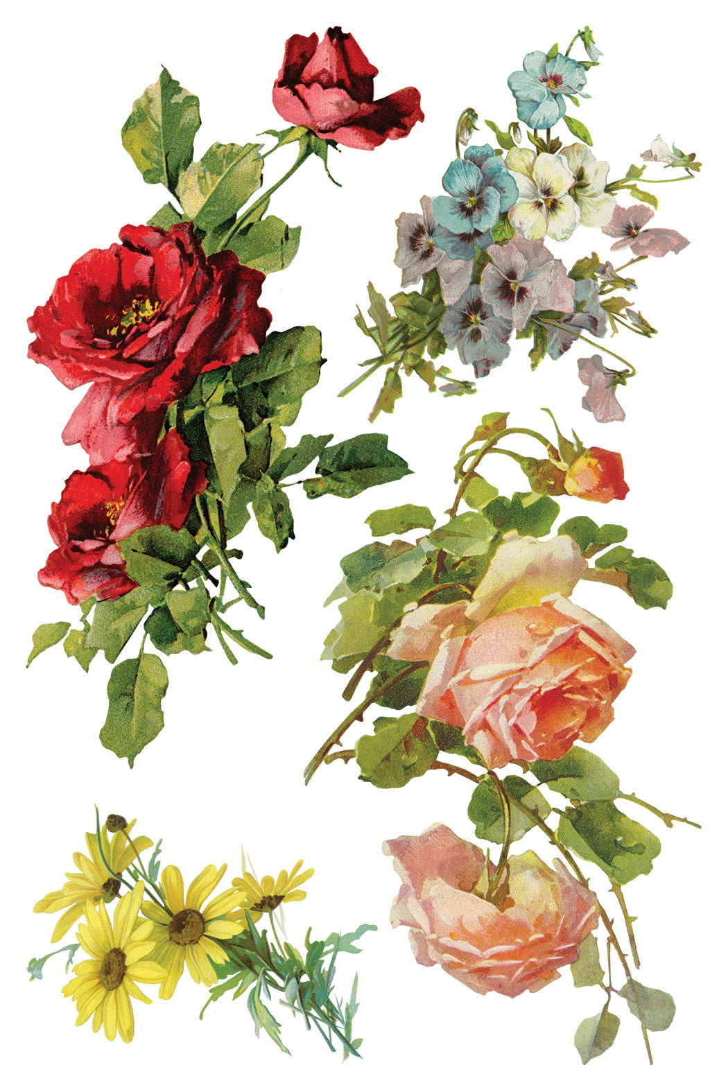 Iron Orchid Designs - Catharina Transfer