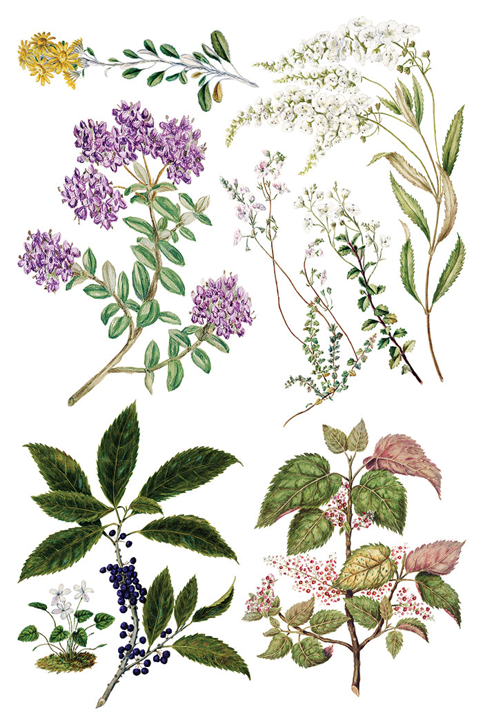 Iron Orchid Designs Sarah Featon's Botanicals Transfer