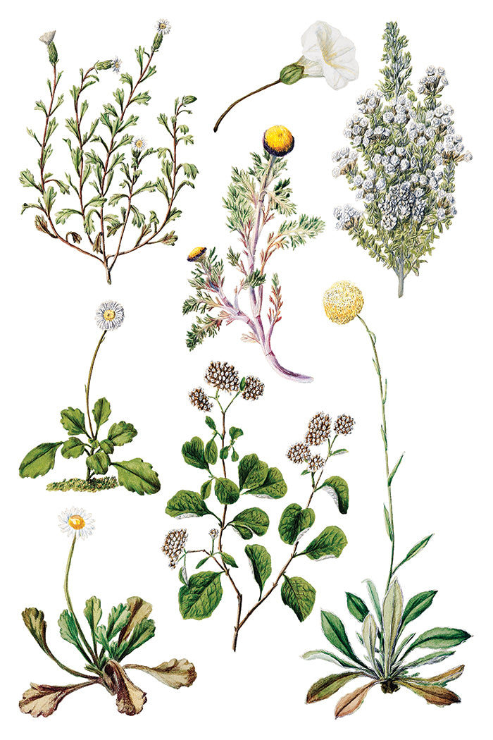 Iron Orchid Designs Sarah Featon's Botanicals Transfer
