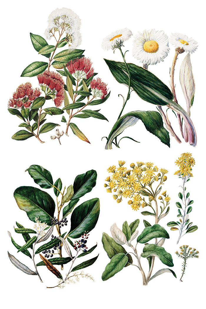 Iron Orchid Designs Sarah Featon's Botanicals Transfer