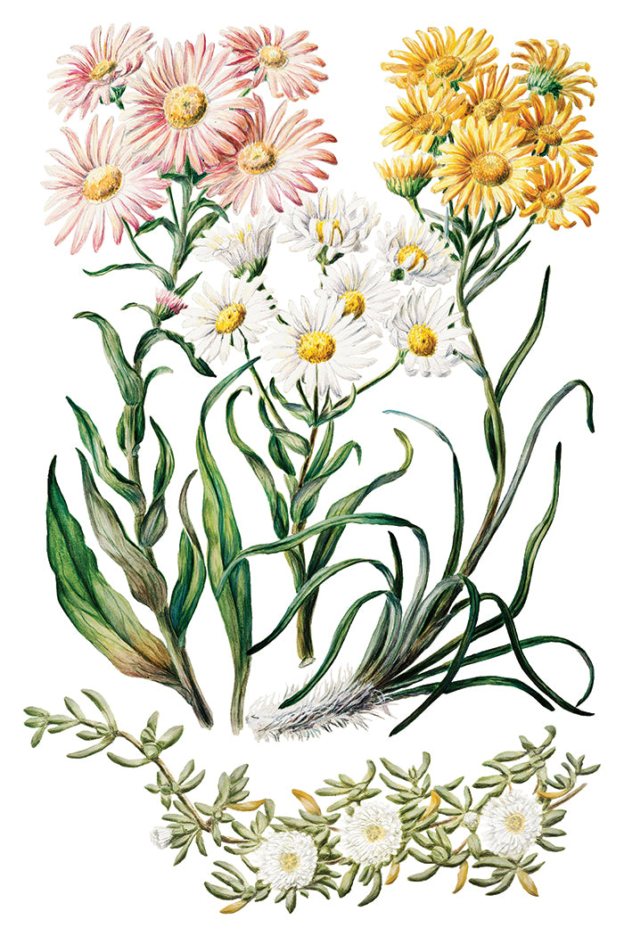 Iron Orchid Designs Sarah Featon's Botanicals Transfer