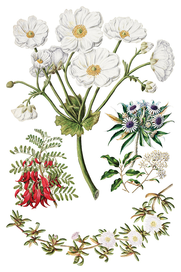 Iron Orchid Designs Sarah Featon's Botanicals Transfer