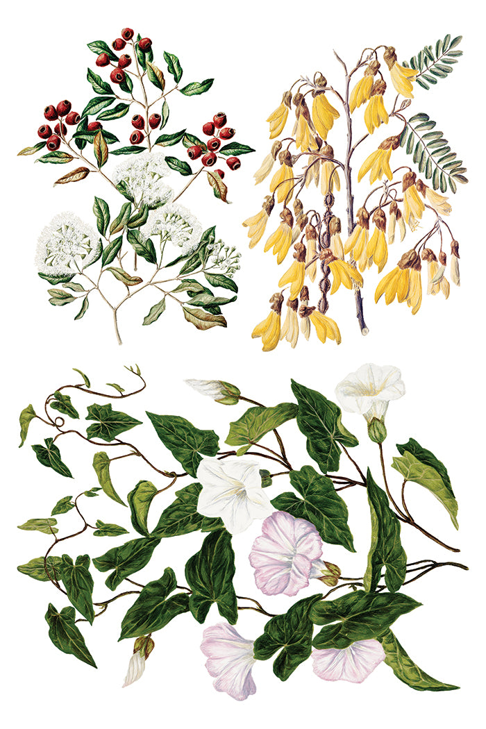 Iron Orchid Designs Sarah Featon's Botanicals Transfer