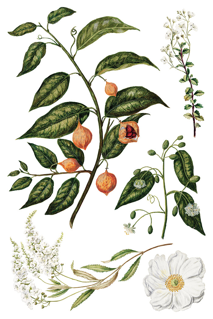 Iron Orchid Designs Sarah Featon's Botanicals Transfer