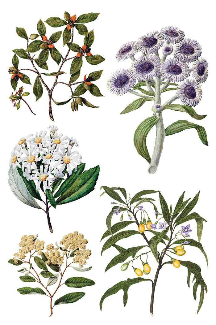 Iron Orchid Designs Sarah Featon's Botanicals Transfer