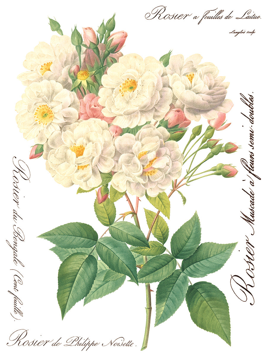 Iron Orchid Designs - Rose Botanical Transfer